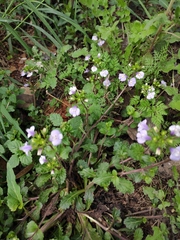 Mazus stachydifolius