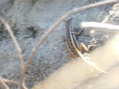 Sceloporus variabilis