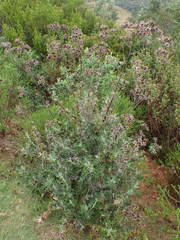 Berkheya heterophylla