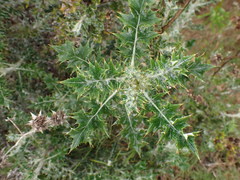 Berkheya heterophylla