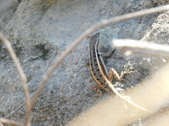 Sceloporus variabilis