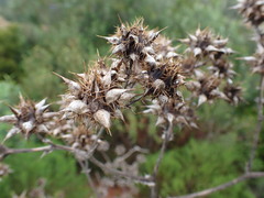 Berkheya heterophylla