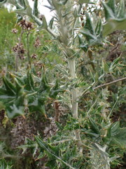 Berkheya heterophylla