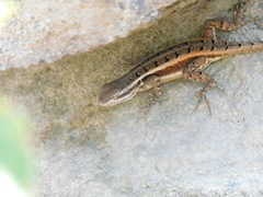 Sceloporus variabilis