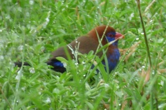 Granatina ianthinogaster