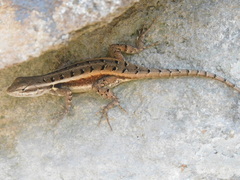 Sceloporus variabilis
