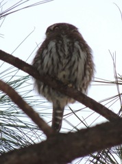 Glaucidium gnoma gnoma