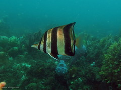 Chelmonops truncatus