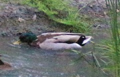 Anas platyrhynchos