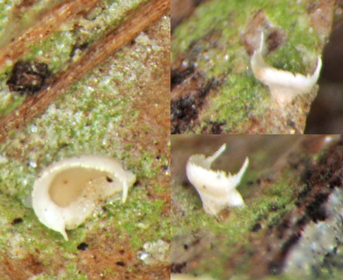 Badimiella image