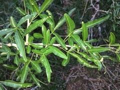 Searsia gueinzii