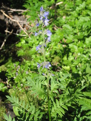 Polemonium occidentale
