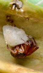 Araneae