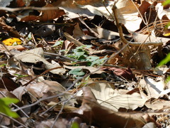 Aspidoscelis gularis