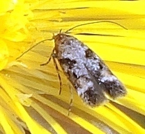 Caryocolum junctella