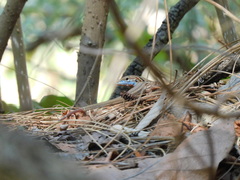 Aspidoscelis gularis