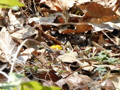 Aspidoscelis gularis