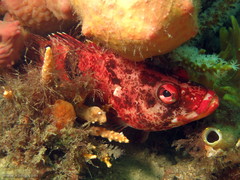 Hypoplectrodes nigroruber