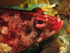 Hypoplectrodes nigroruber