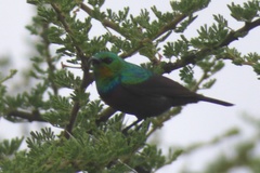 Cinnyris mariquensis