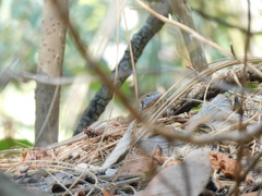 Aspidoscelis gularis