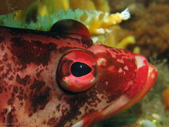 Hypoplectrodes nigroruber