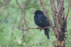 Dicrurus adsimilis