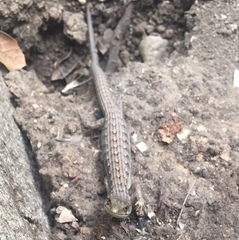 Elgaria multicarinata
