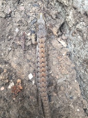 Elgaria multicarinata