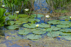 Nymphaea pulchella