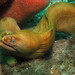 Australian Green Moray - Photo (c) Richard Ling, some rights reserved (CC BY-NC-ND), uploaded by Richard Ling