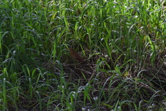 Ixobrychus cinnamomeus