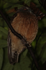 Ninox ochracea