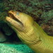 Australian Green Moray - Photo (c) Richard Ling, some rights reserved (CC BY-NC-ND)