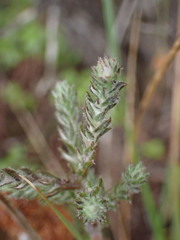 Stoebe capitata