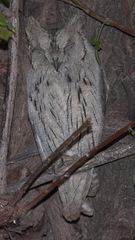 Otus brucei