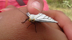 Neuromelia selectata