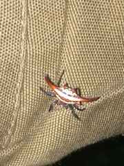 Gasteracantha milvoides