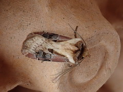Agrotis volubilis