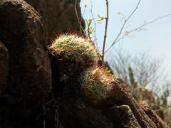 Mammillaria mathildae