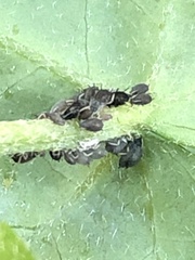 Aphis hederae