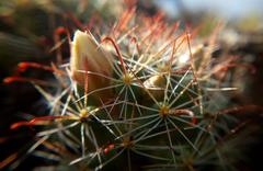 Mammillaria mathildae