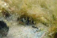 Centropogon australis