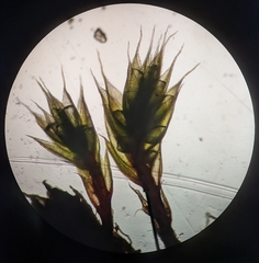 Ptychostomum creberrimum