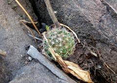Mammillaria mathildae