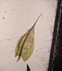 Ptychostomum creberrimum