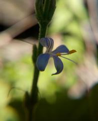 Carlowrightia parviflora