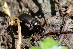 Pterostichus jurinei