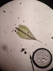 Ptychostomum creberrimum