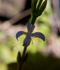 Carlowrightia parviflora